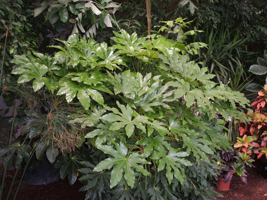 Fatsi or Japanese Aralia